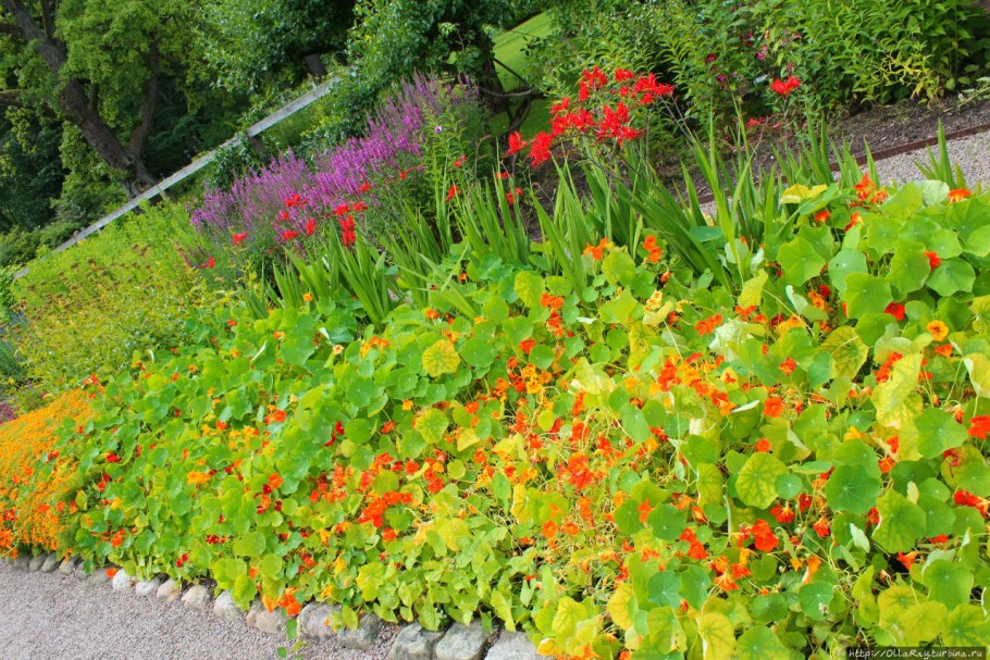 Настурция яркая клумба