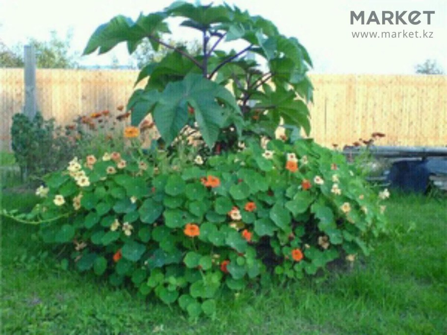 Настурция Вьюн