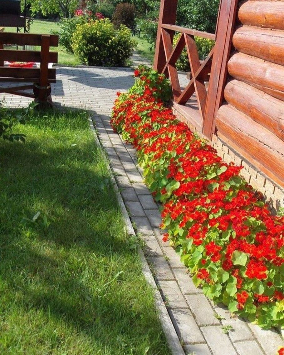 Настурция бордюр