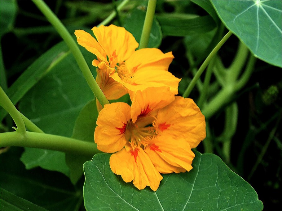 Настурция Мунлайт