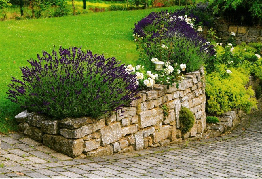 Эдельвейс Альпийский подпорная стенка