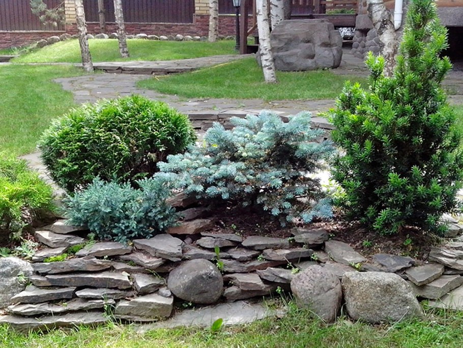 Сосна Горная Мугус на альпийской Горке