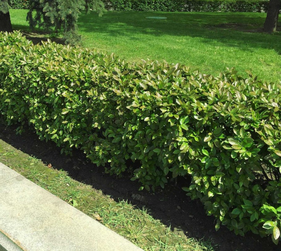 Кизильник кустарник живой изгороди