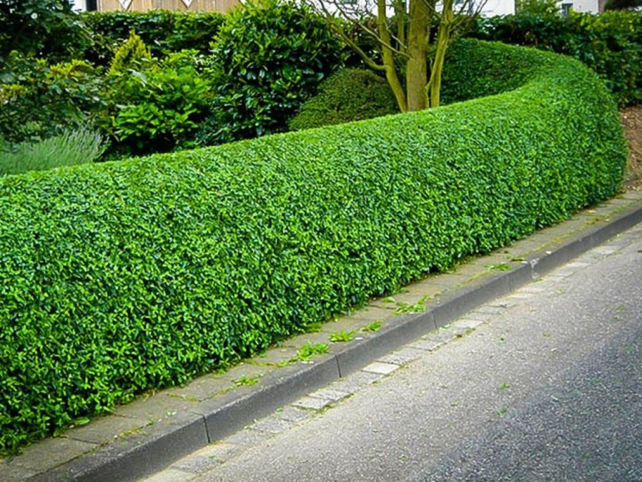 Бирючина блестящая