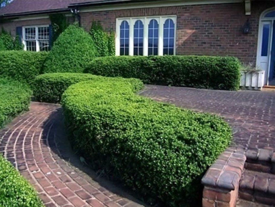 Cotoneaster lucidus изгородь