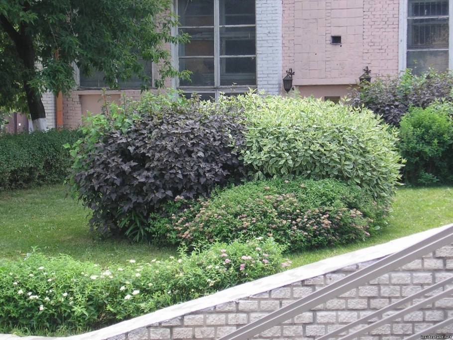 Пузыреплодник спирея кизильник