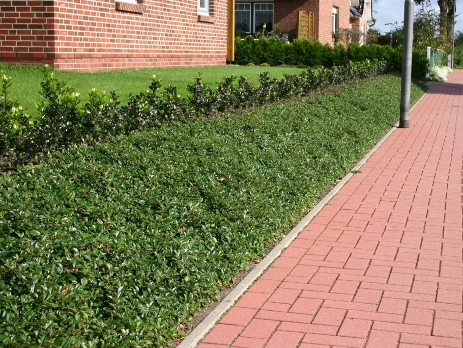 Кизильник Живая