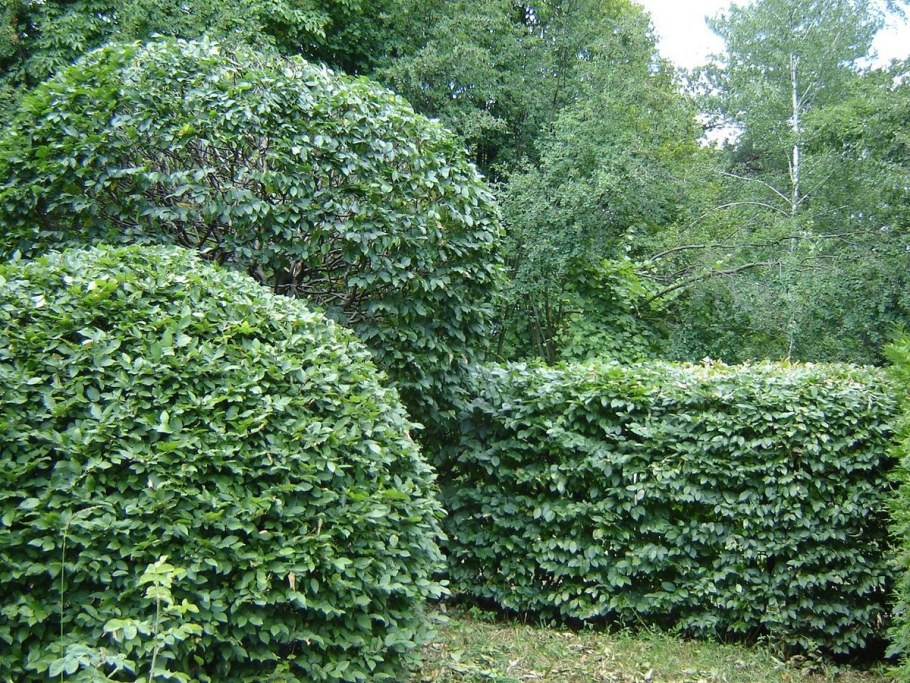 Кизильник блестящий