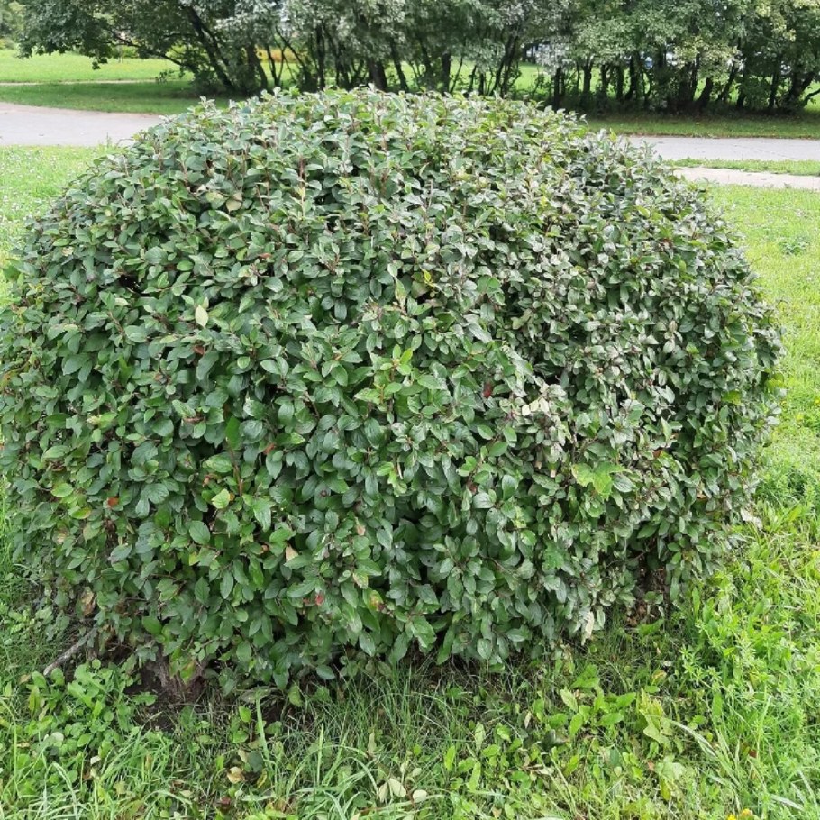 Кизильник черноплодный изгородь