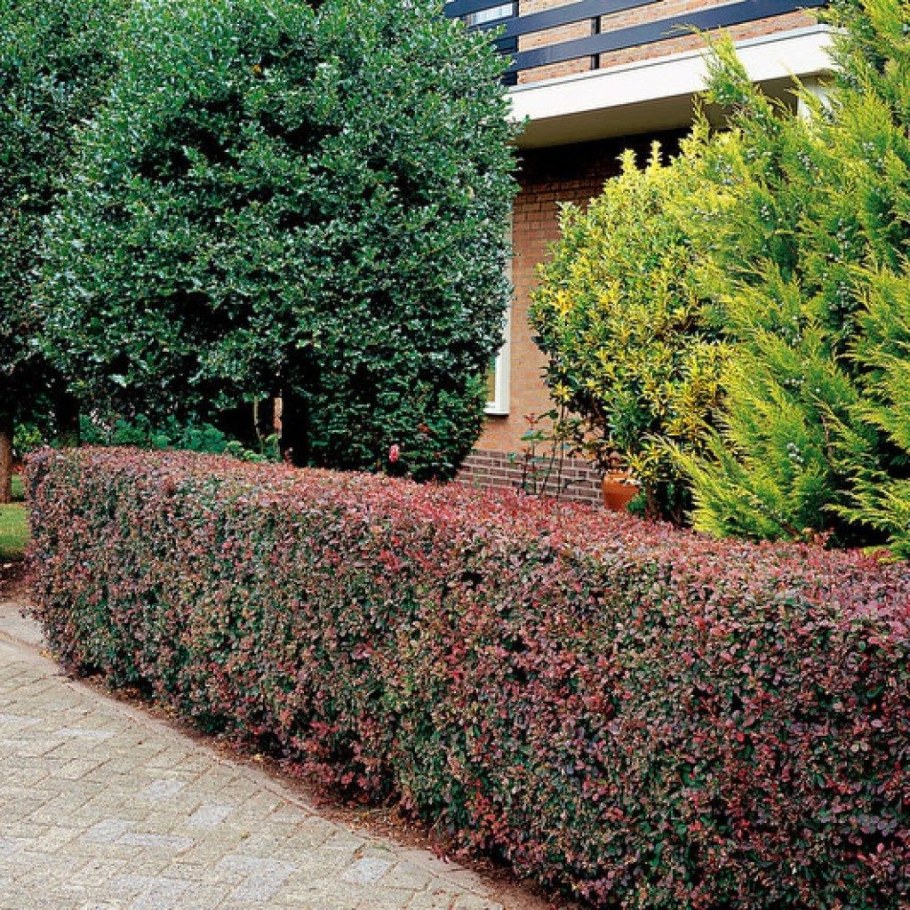 Барбарис Атропурпуреа изгородь