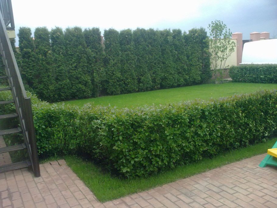 Живая изгородь из туи Даника