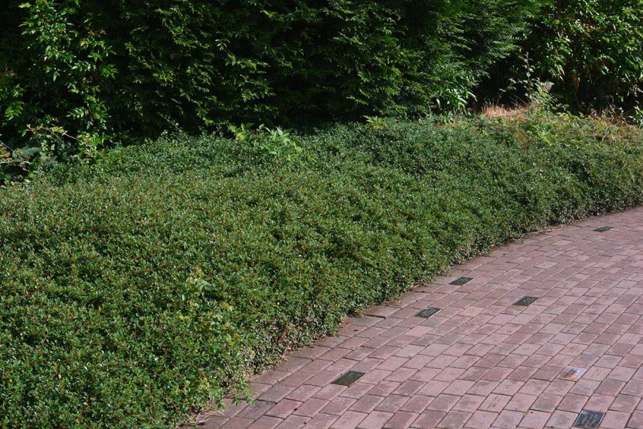 Кизильник гибридный Coral Beauty