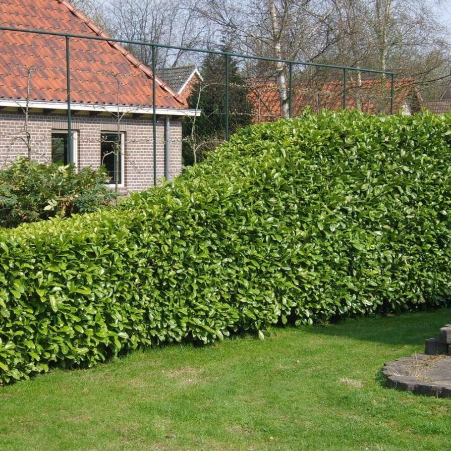 Кизильник блестящий Живая изгородь