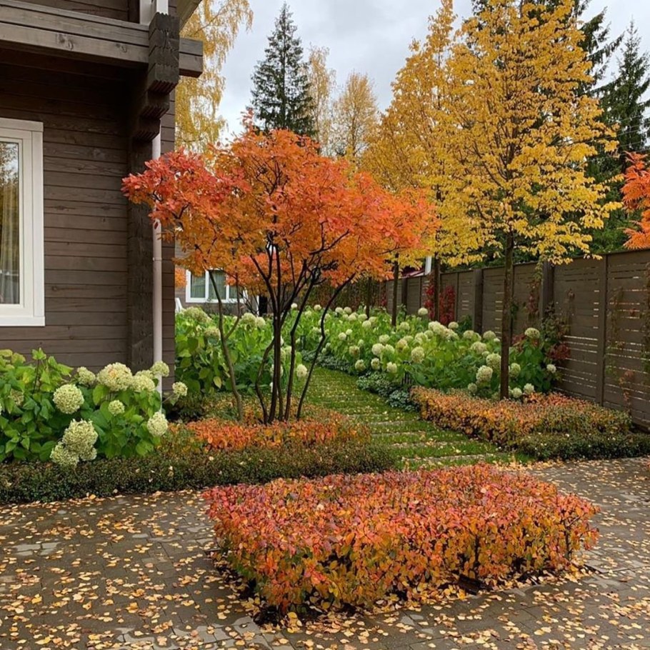 Ирга Ламарка в ландшафте сада