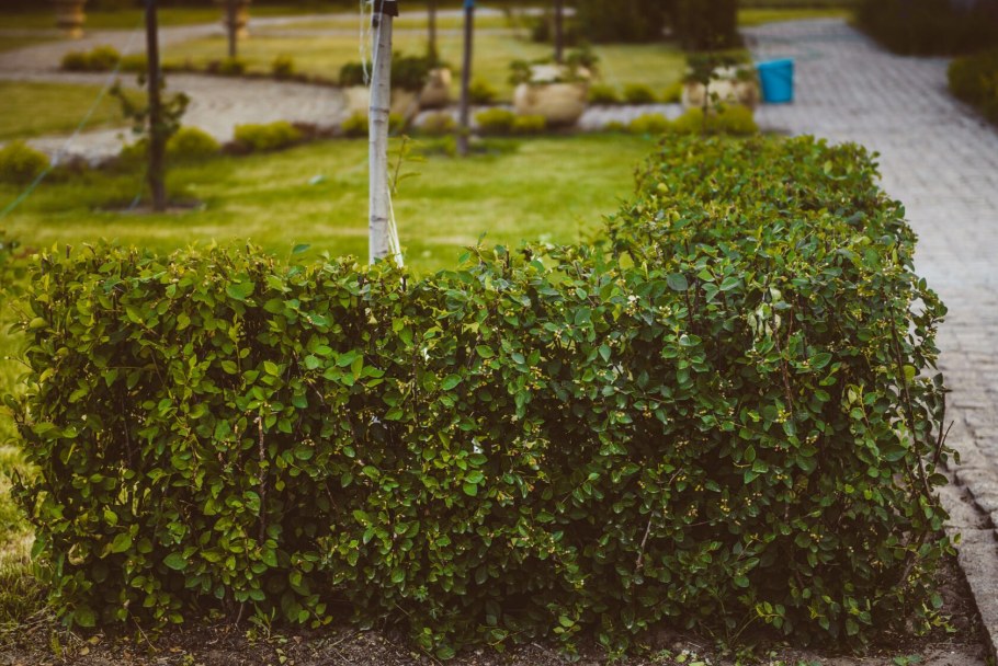 Кизильник блестящий изгородь