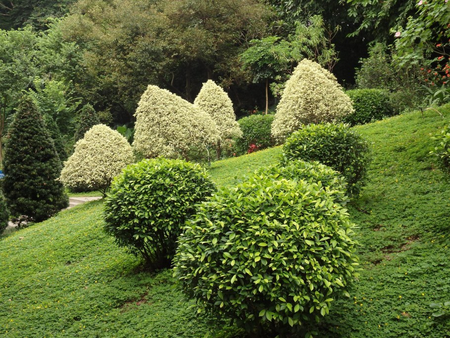 Самшит Элегантиссима