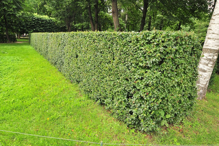 Кизильник блестящий с3