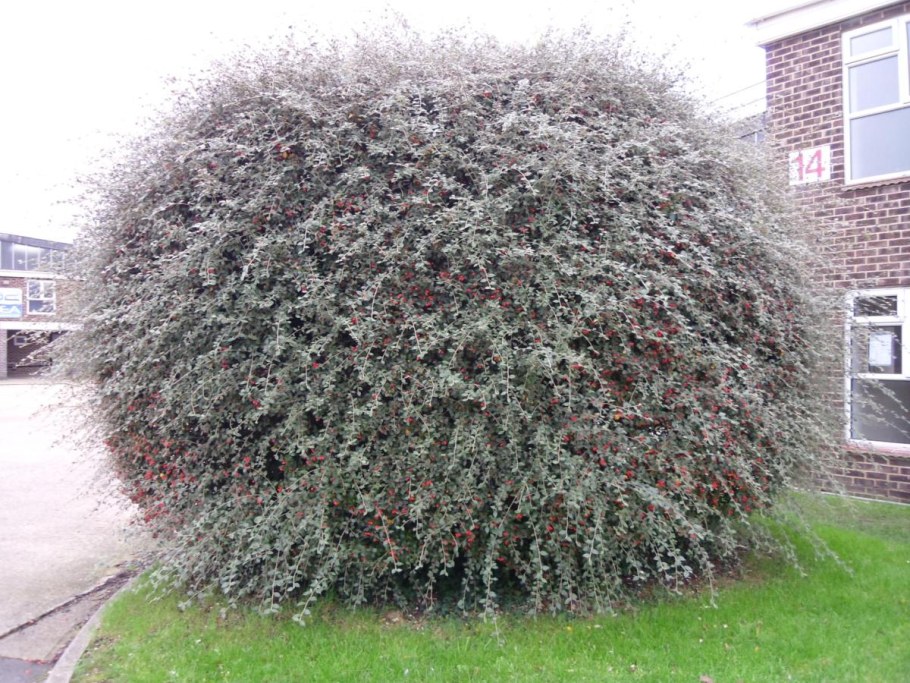 Кизильник блестящий Cotoneaster lucidus