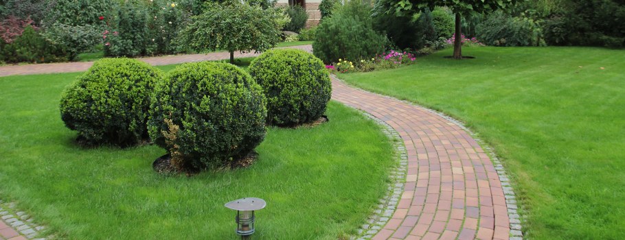 Кизильник Живая изгородь