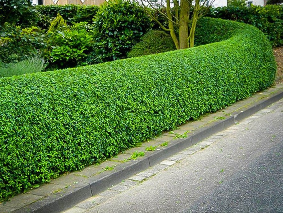 Бирючина Атровиренс