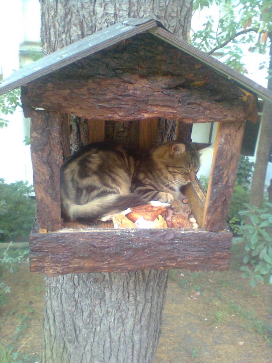 Домик для белочки