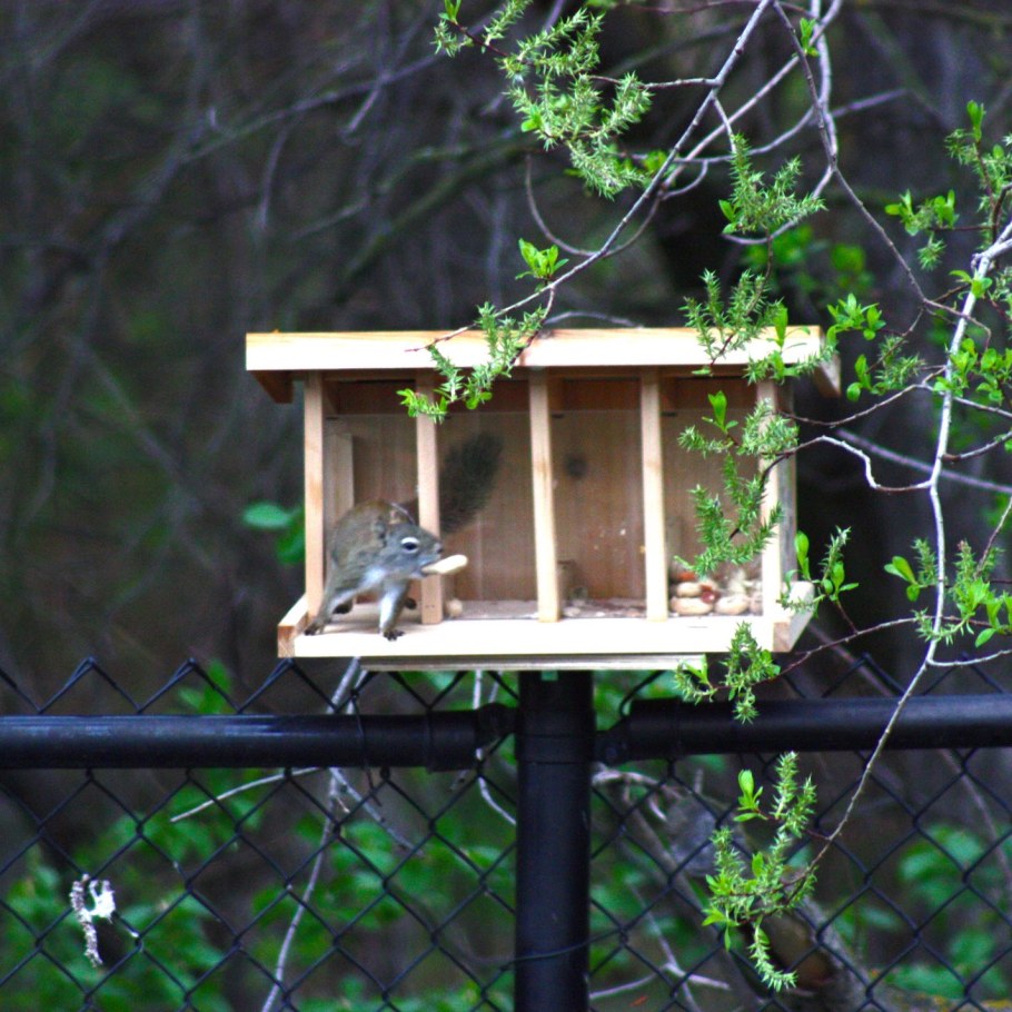 Домик для белки летяги