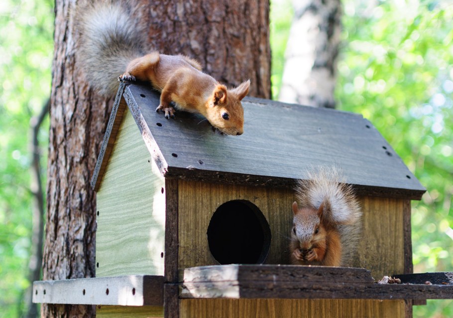 Бельчатник скворечник