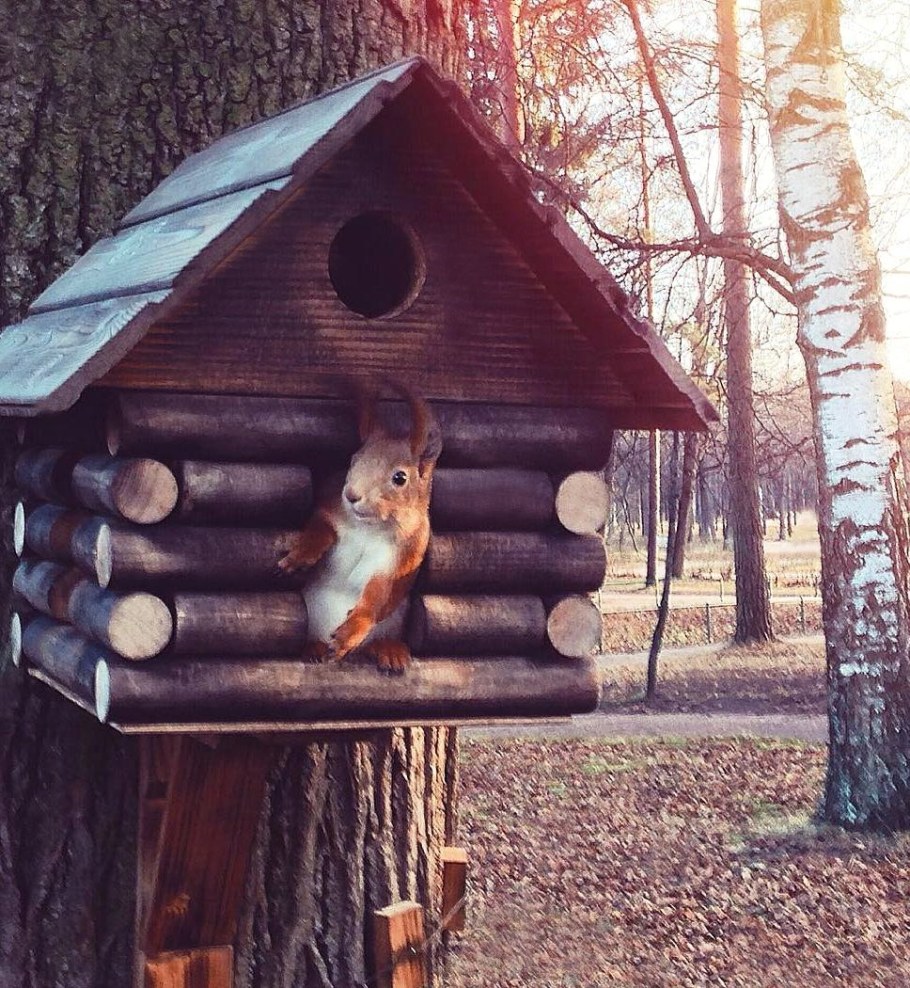 Домик для белок
