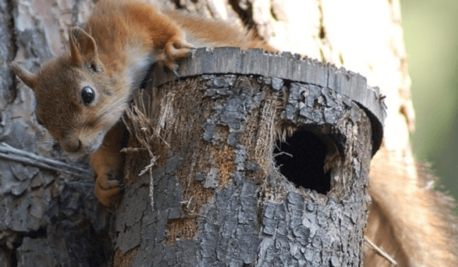 Домик для белок