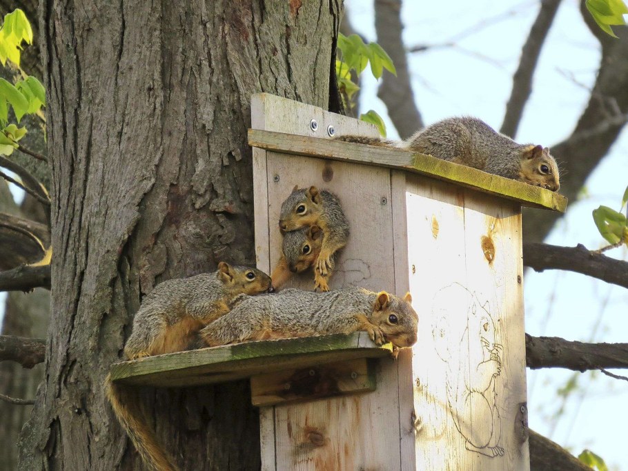 Домик для белочки