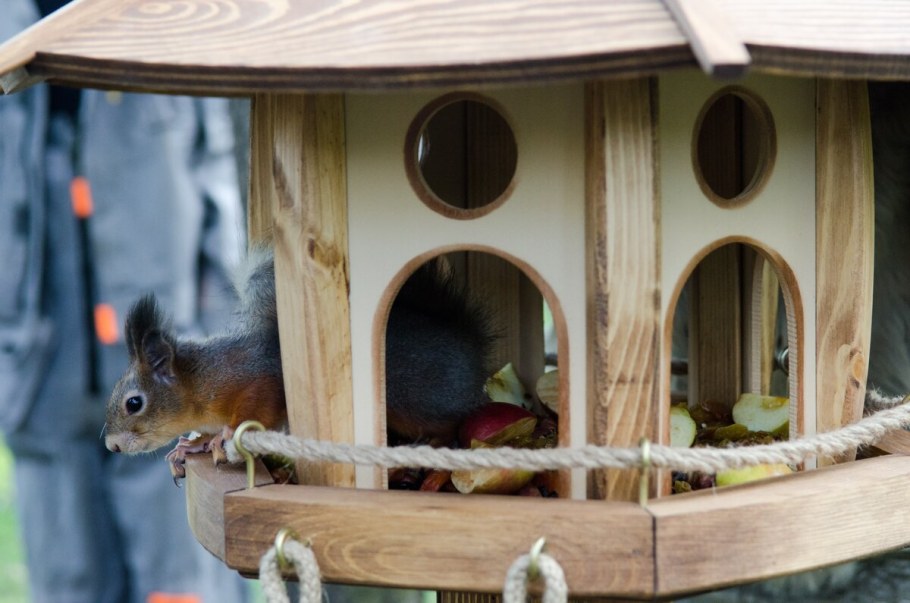 Бельчатник вольер