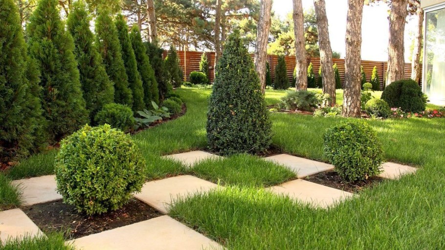 Туя Колумна Живая изгородь