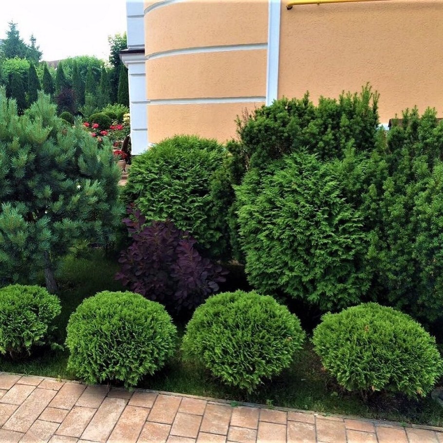 Туя Западная Глобоза