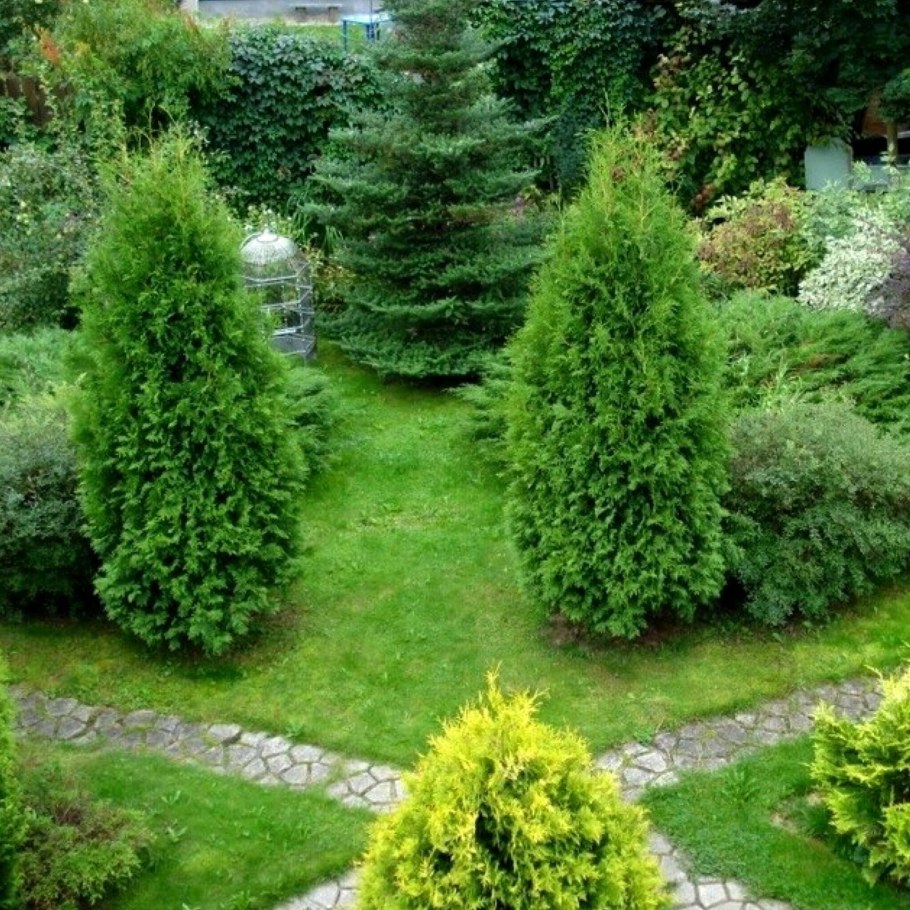 Хвойные туя Брабант