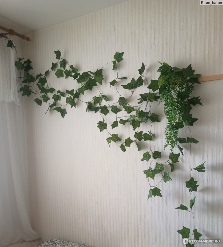 Хедера Лиана плющ