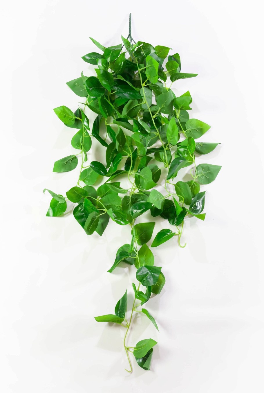 Эпипремнум бело зеленый
