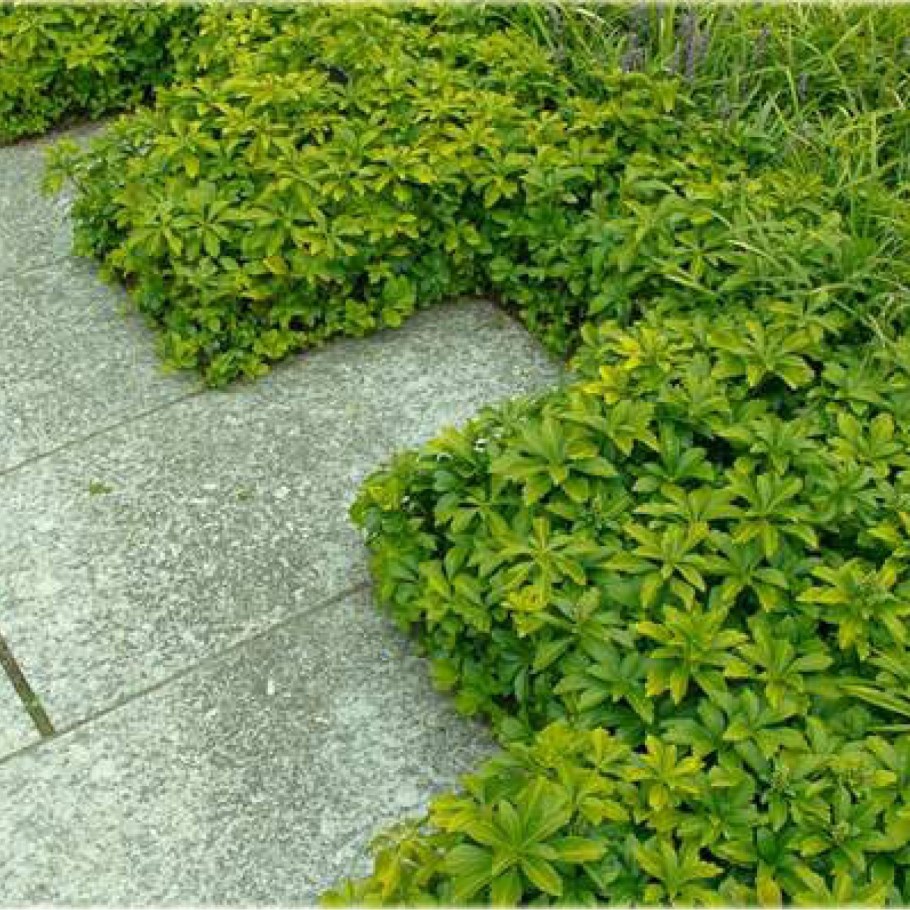 Пахизандра Грин карпет