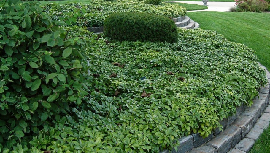 Пахизандра верхушечная Грин шин