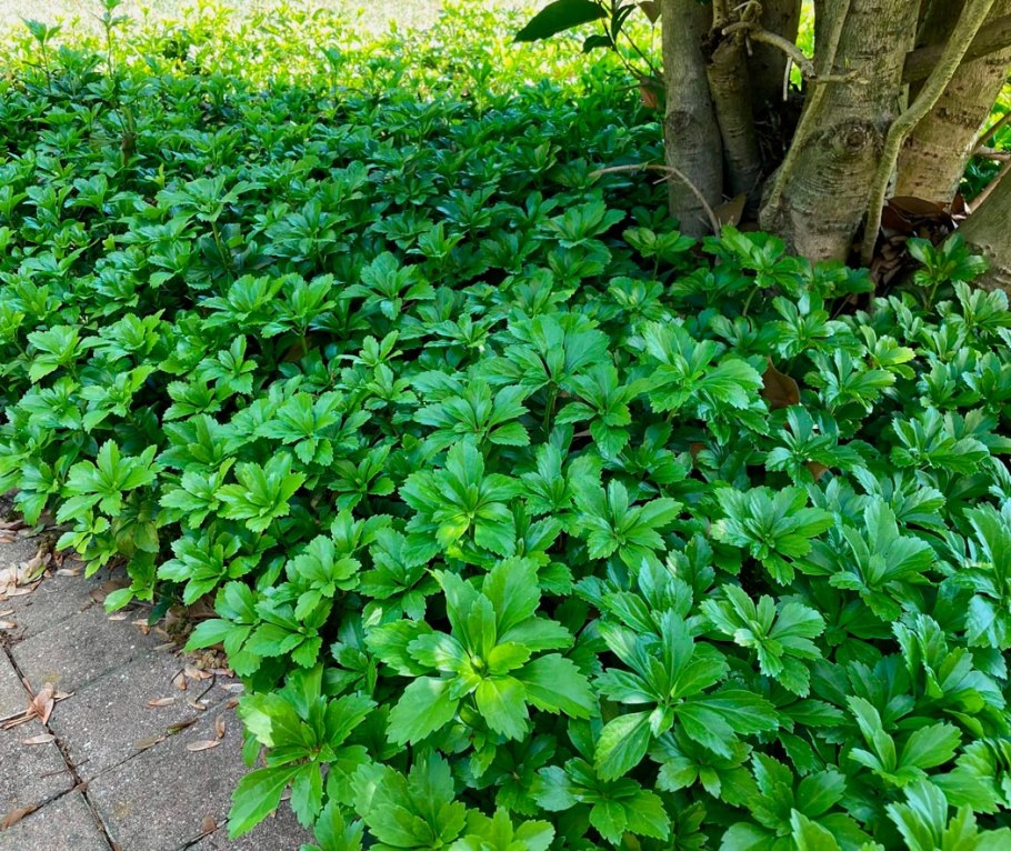 Пахизандра верхушечная Грин карпет