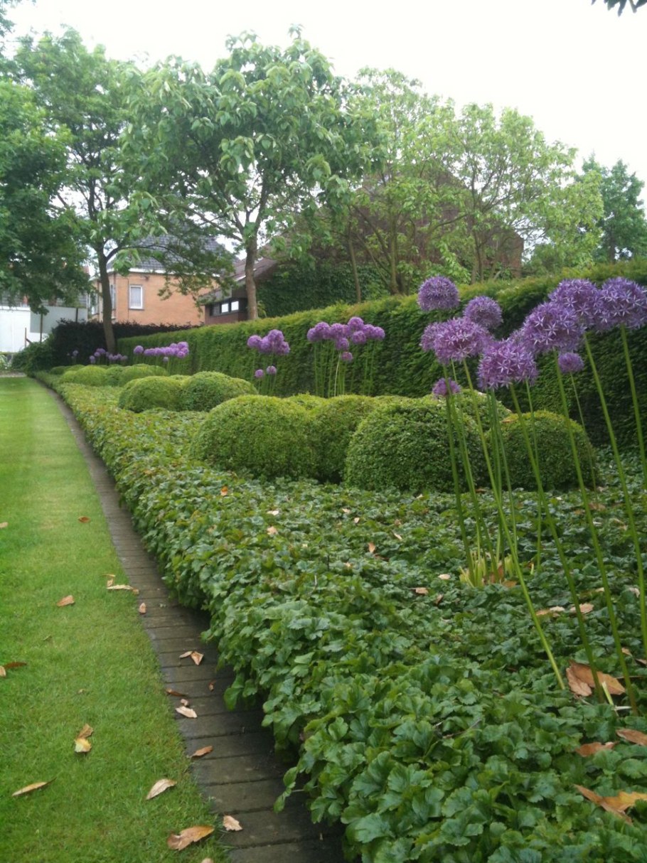 Pachysandra terminalis