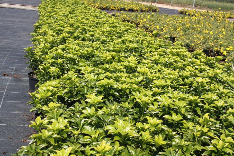 Хоста и пахизандра