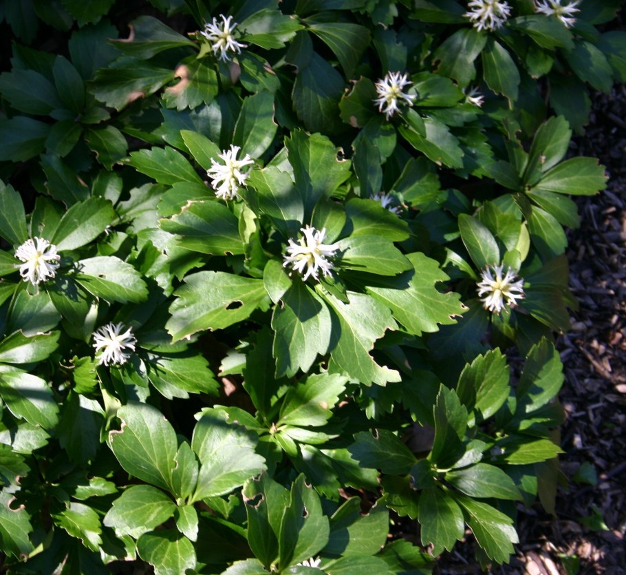 Пахизандра верхушечная