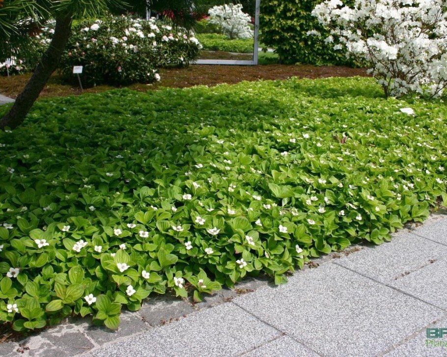 Канадский дерен (Cornus Cyananthus)