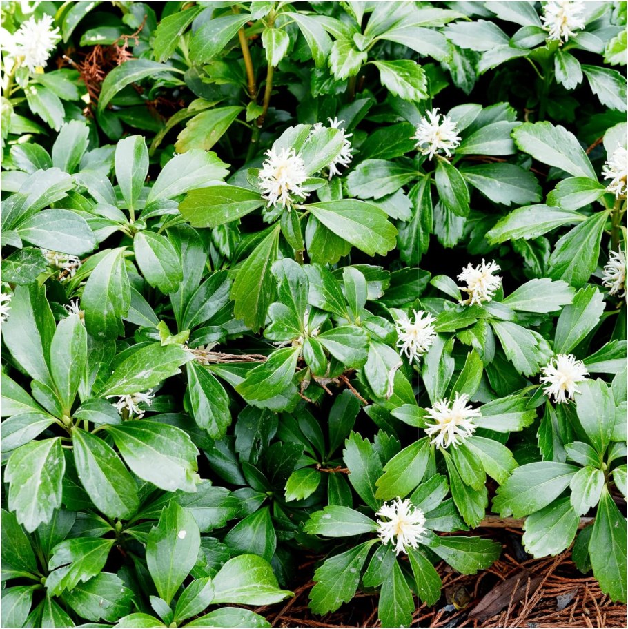 Пахизандра Вариегата