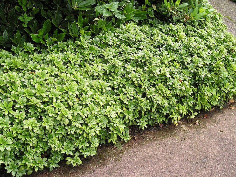 Пахизандра почвопокровная