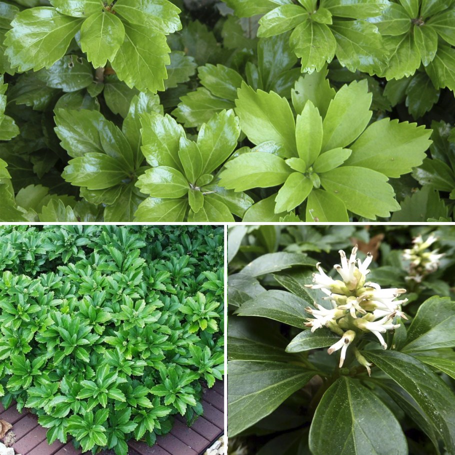 Пахизандра верхушечная variegata