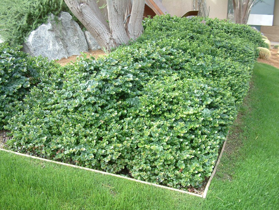 Ива ползучая Грин карпет