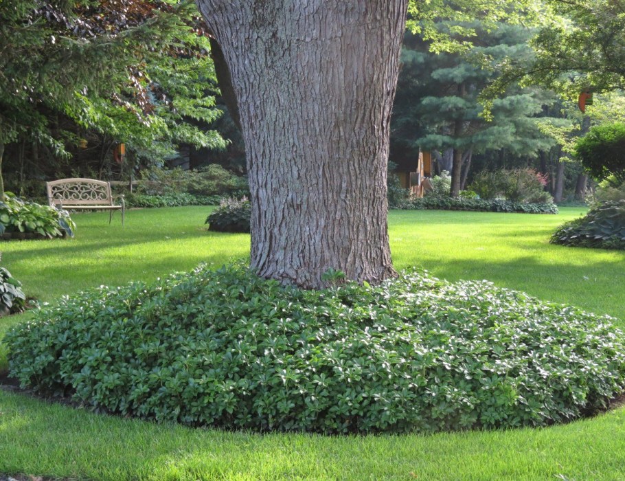 Пахизандра верхушечная Грин карпет