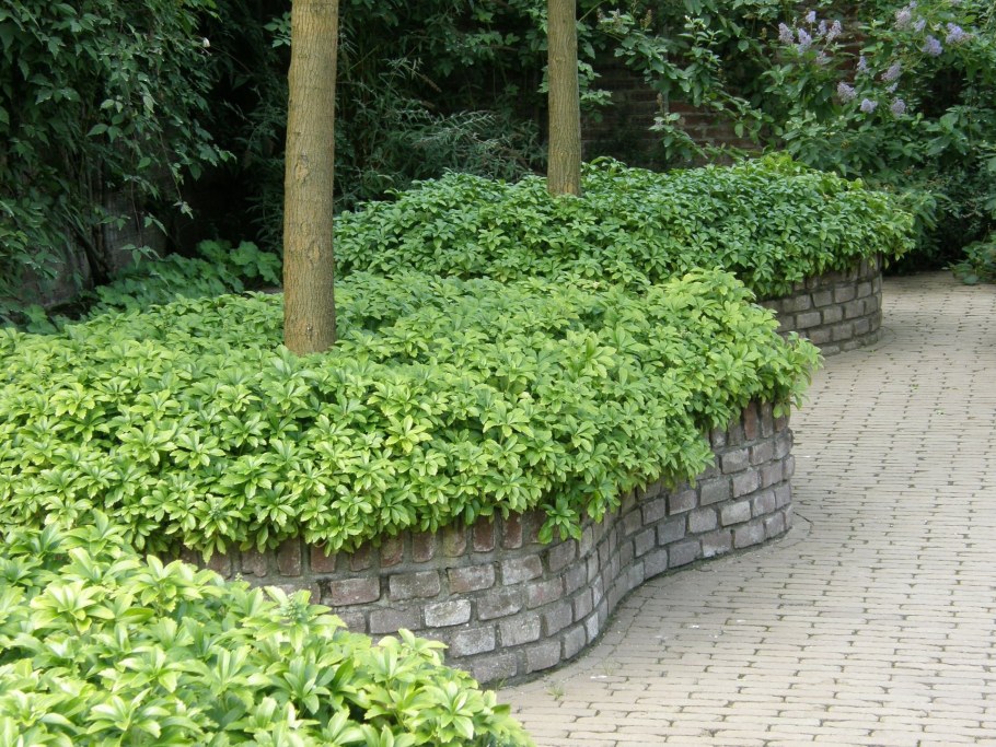 Пахизандра верхушечная Green Sheen