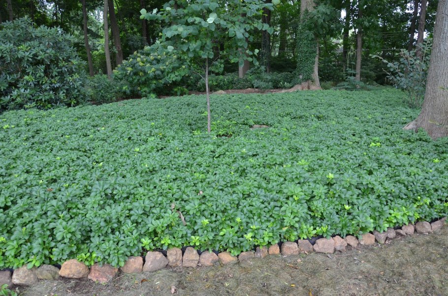 Пахизандра верхушечная Грин карпет